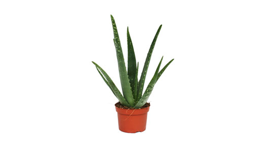 Aloe vera