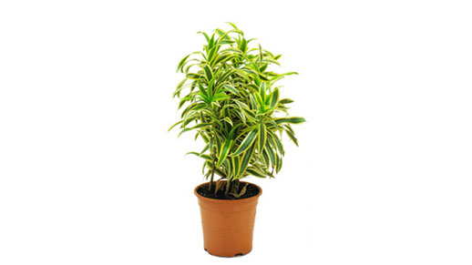 Dracaena reflexa