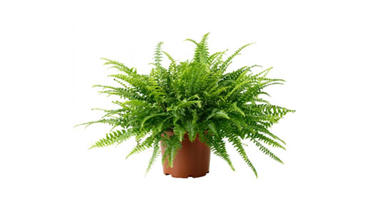 Fern