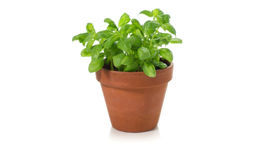 basil