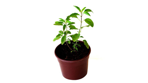 Indian Tulsi