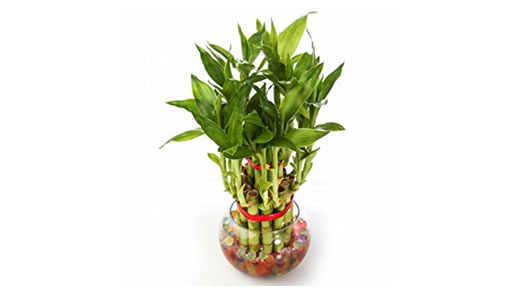 Lucky bamboo