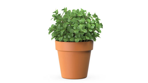 Mint