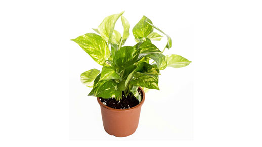 Money plant