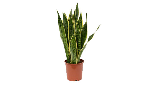Snake plant