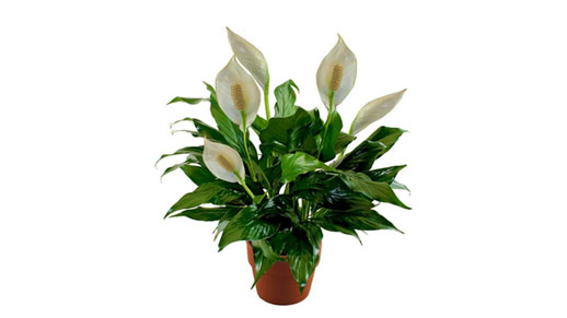 Spathiphyllum"